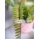 Decorative plant in a ceramic pot "Paporotnik", 12 × 12 × 42 cm