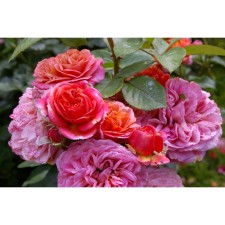 Seedling Rosa Tantau Tea-Hybride 
