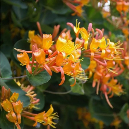 Telman's honeysuckle, c3 pot, 1 pc, summer 2024