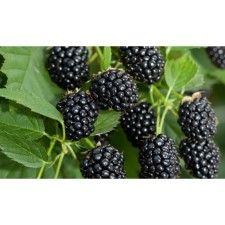 Black blackberry Heven Ken Weith, C2 pot, H20-40 Height, 1 pc, summer 2024