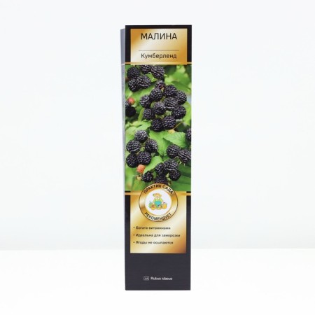 Raspberry Chernolor varieties suite "Kumberland", 1 pc, tube, spring 2025