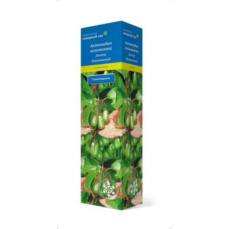 Actinidia Kolomikt (North Garden series) "September", 1 pc, tube, spring 2025-3
