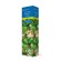 Actinidia Kolomikt (North Garden series) "September", 1 pc, tube, spring 2025