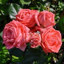 Seedling rose spray 