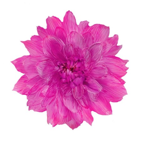 Floistic dye, for flowers, fuchsia, 300 ml-2