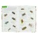 The best determinant. Insects in Russia