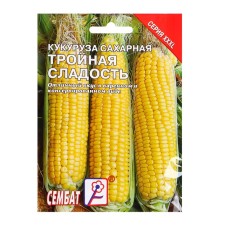 Seeds of XXXL corn sugar 