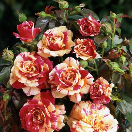 Seedling rose vanilla frez, climbing, pot 2 l., Summer 2024