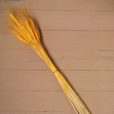 Dry Colossus of wheat, set 50 pcs., Yellow color-4