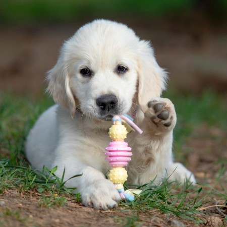 Premium chewing pizh toy on a rope, 3 elements, thermoplastic rubber, mix-7