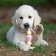 Premium chewing pizh toy on a rope, 3 elements, thermoplastic rubber, mix