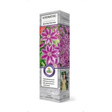 Clematis large -flowered 