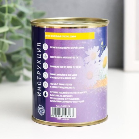 Growing gift grass "Flower of desires" (chamomile) "-3