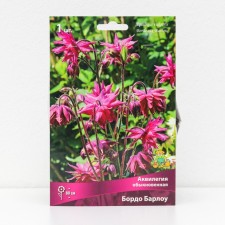 Aquilegia 