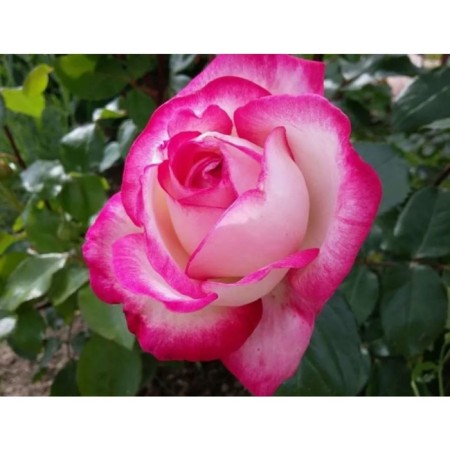 Rose Tea-Hibride Rose Gozhar, C3.5 pot, H25-45, 1 pc, summer 2024