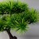 Bonsai in the pot "Agawa straight" 27x25 cm
