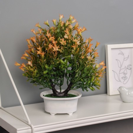 Bonsai in the Liliana Premium pot 25x12 cm, mix