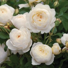 Seedling rose 