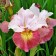 Iris Siberian Shugar Rush, rr I, 1 pc, spring 2025