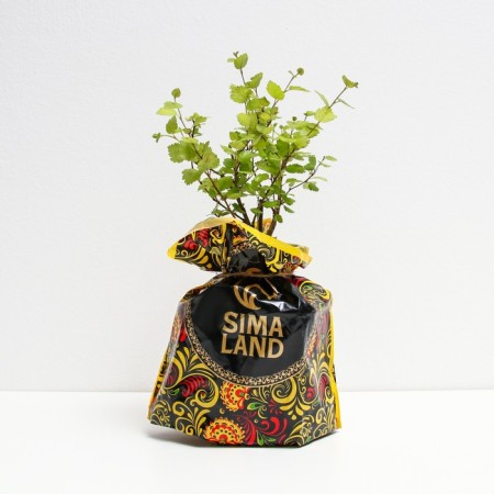 Golden birch seedling is more, P9 pot, summer 2024-1