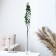 Dry flowers “Molokhay Mile”, 25 g, length - 70 cm, green color