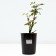 Saphenet Rosa "Med Summer", pot C4, Summer 2024