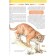 Children's Encyclopedia. Animals. Rublev S.V.