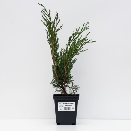 Cossack juniper, p9, 1pc, h 3-20 cm, spring 2024-1