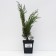 Cossack juniper, p9, 1pc, h 3-20 cm, spring 2024