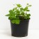 Princess Taria, C2 pot, H10-50 height, 1 pc, summer 2024