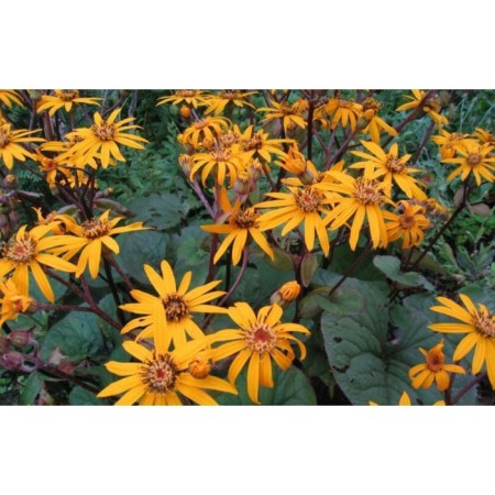 Buznil Tozhno Desdemona, C3 pot, H10-50 height, 1 pc, summer 2024