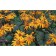 Buznil Tozhno Desdemona, C3 pot, H10-50 height, 1 pc, summer 2024
