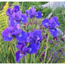 Iris Siberian, P9 pot, 1 pc, spring 2024