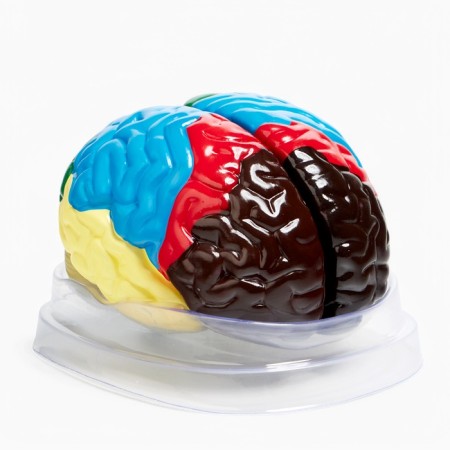 Ladder "Human Brain" 16*15cm-5