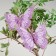 A butterfly for decor and floristry, on a clothespin, lilac, plastic, 1 pc., 9 cm
