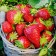 Strawberry seedlings of Frigi Malvina A (9-15 mm), set 5 pcs