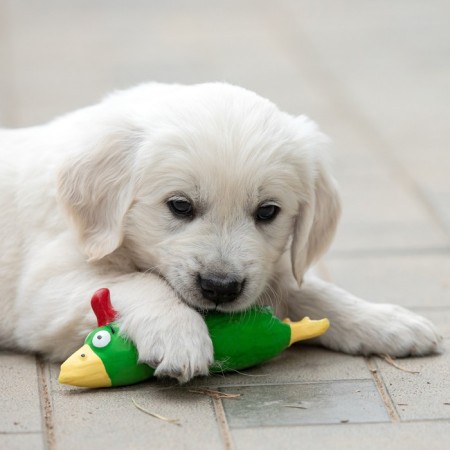 Fresh toy for dogs from latex "Rooster", 18 cm, green-5