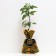 Seedling apple tree colony Vasyugan, pot 9*9*14, summer 2024