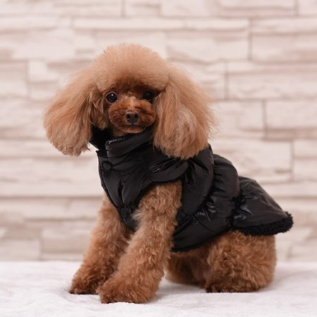 Dog jacket "Shine", S (DS 25, OG 37, Osh 24 cm, up to 5 kg), black