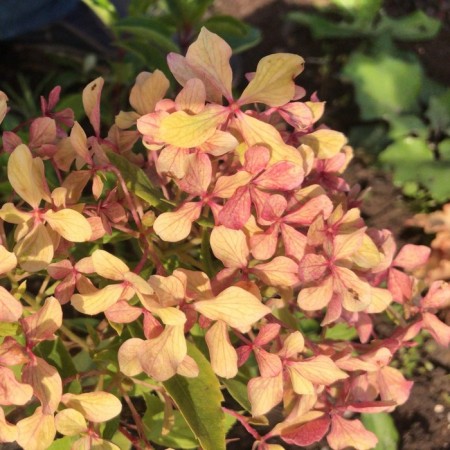 Hydrangee panicurous pearl festival, C3 pot, H10-50 height, 1 pc, summer 2024