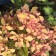 Hydrangee panicurous pearl festival, C3 pot, H10-50 height, 1 pc, summer 2024