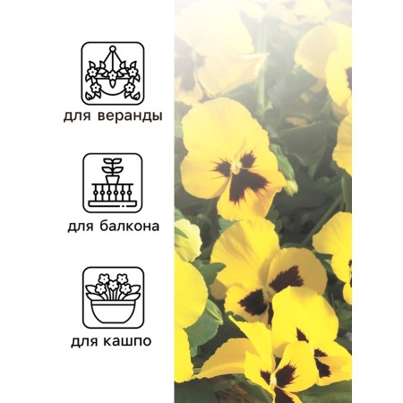 Viola seeds "Matrix", f1, yellow-2