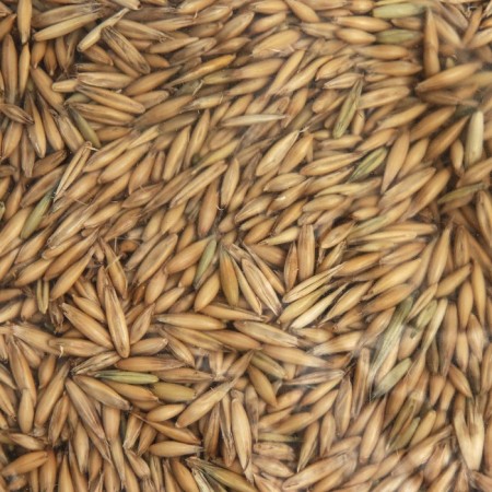 Oats seeds, my choice, 0.5 kg-2