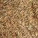 Oats seeds, my choice, 0.5 kg