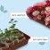 Box for seedlings, 53 × 21.5 × 7.2 cm, 7.5 l, mix
