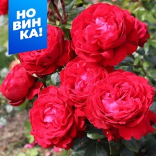 Rose Grandiflora Tiamo