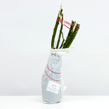 Gibid-gibride rose seedling "Mephon", 1 pc, spring 2024-3