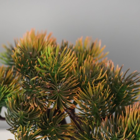 Bonsai in the pot "Pine Galant" 12x16 cm mix-4
