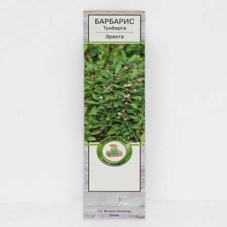 Barberis Tunberg "Erekta" 1 pc, tube, spring 2025