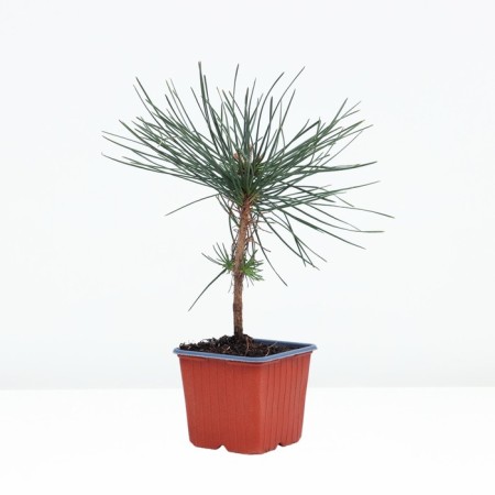 Yellow pine, p9, spring 2024